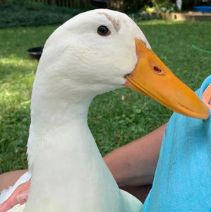 Meet your Posher, Dean